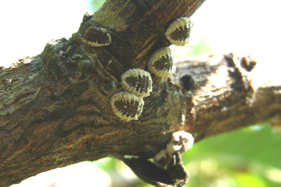 Coccidae?